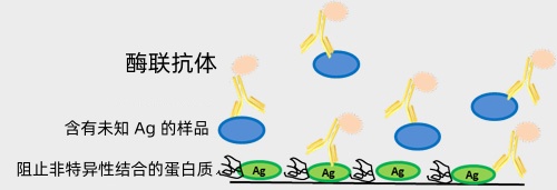競(jìng)爭elisa